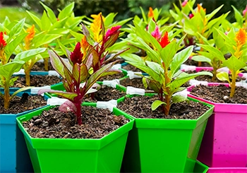 Hexagonal plastic plant pots with saucers