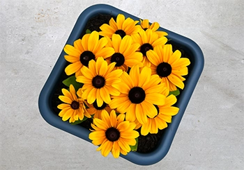 Plastic flower pots wholesale