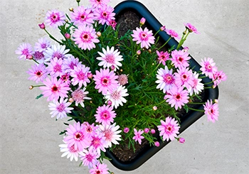 Plastic Flower Pots