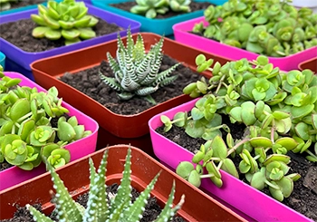 Square Plastic Pots for Plants